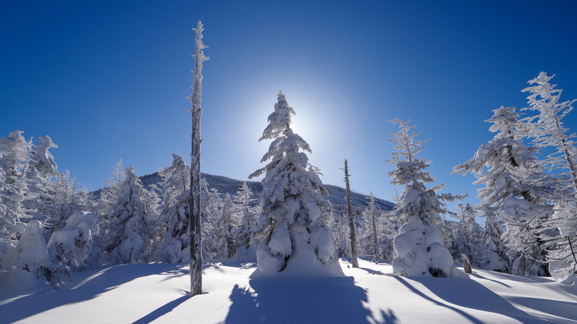 冬季,树木,天空,光线,山,雪,自然风景桌面壁纸