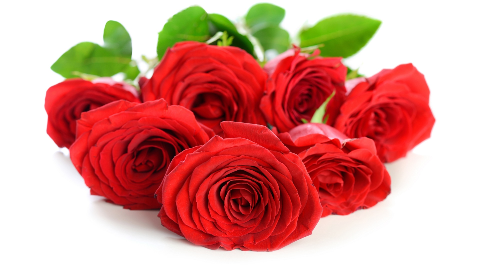红玫瑰花瓣，玫瑰花高清桌面壁纸