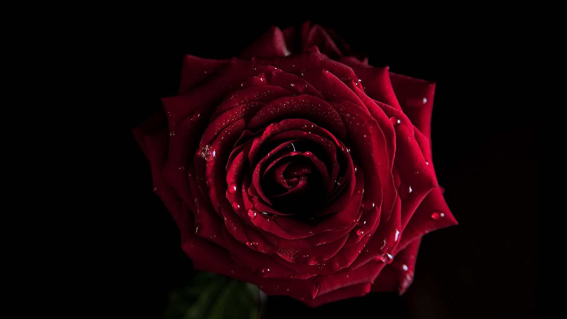 高清玫瑰花桌面图片