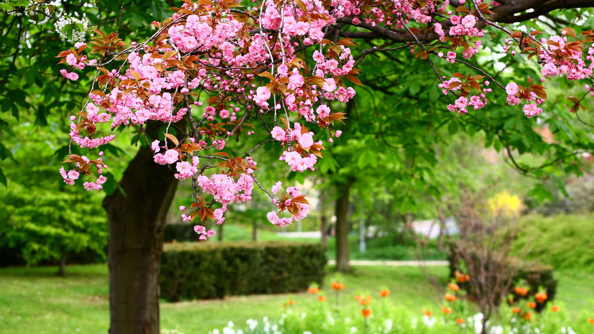 公园自然,粉红色的花朵,树林,绿色草地,风景桌面壁纸