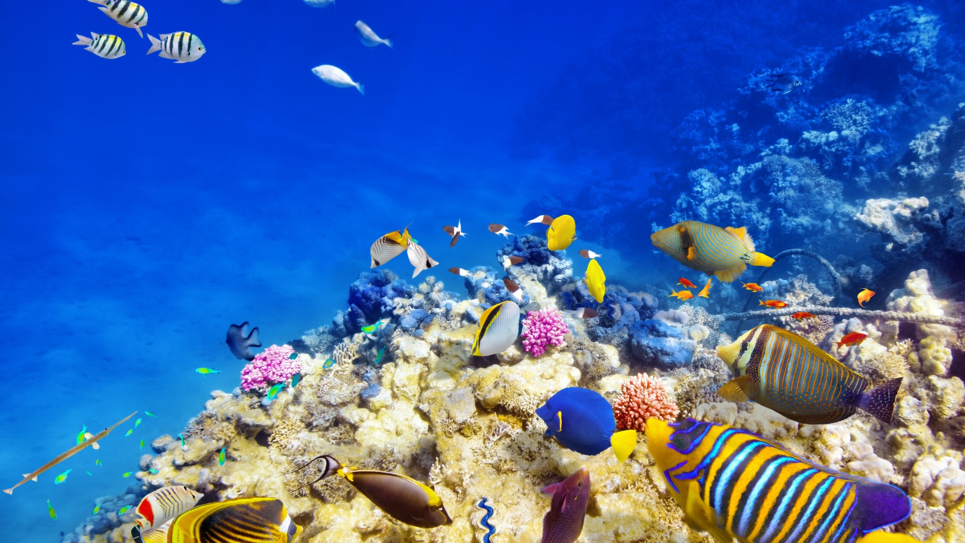 水下世界,珊瑚,珊瑚礁,热带鱼,海洋壁纸