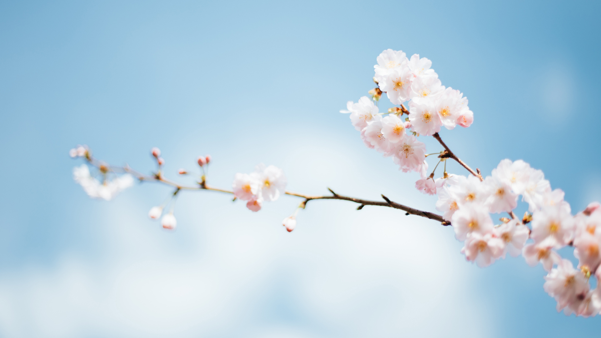 春天一枝梅花电脑壁纸
