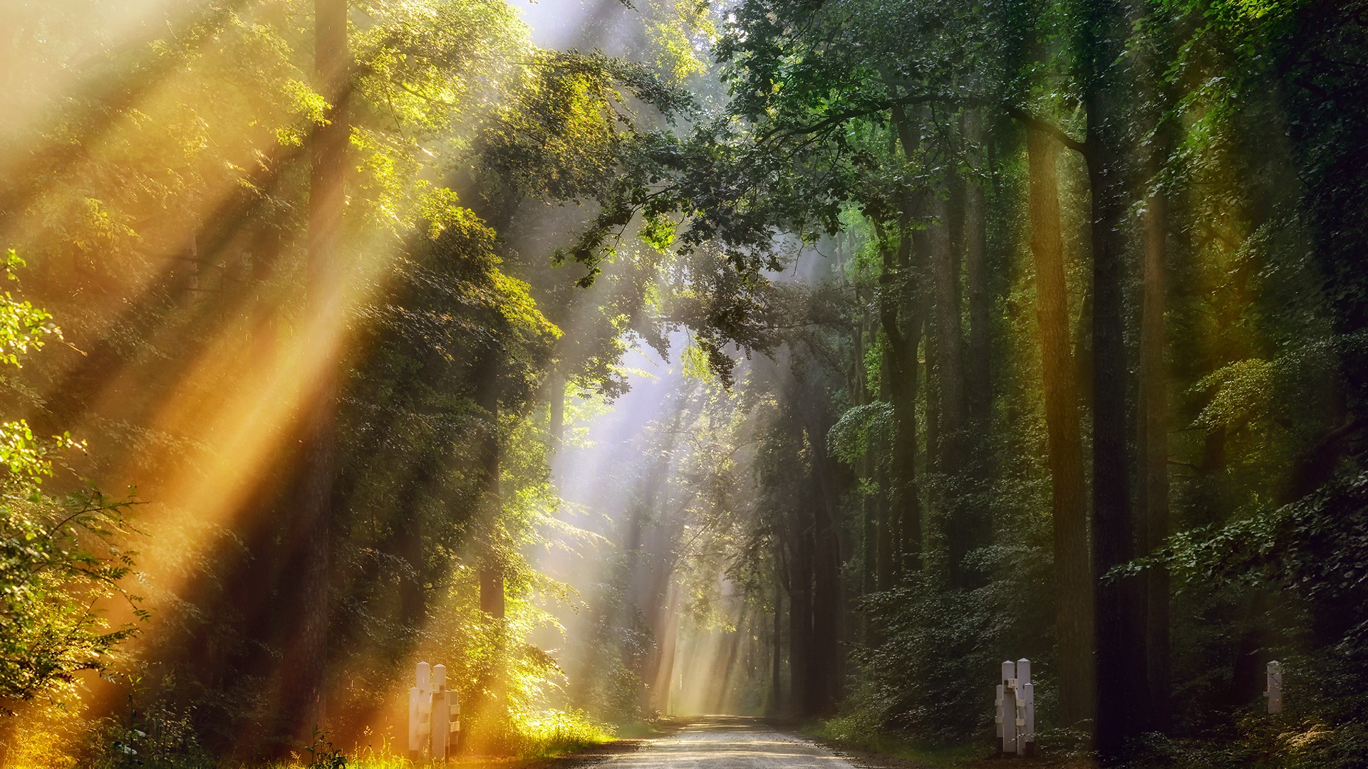 早晨的光线,金色的光,路,森林,自然风景桌面壁纸
