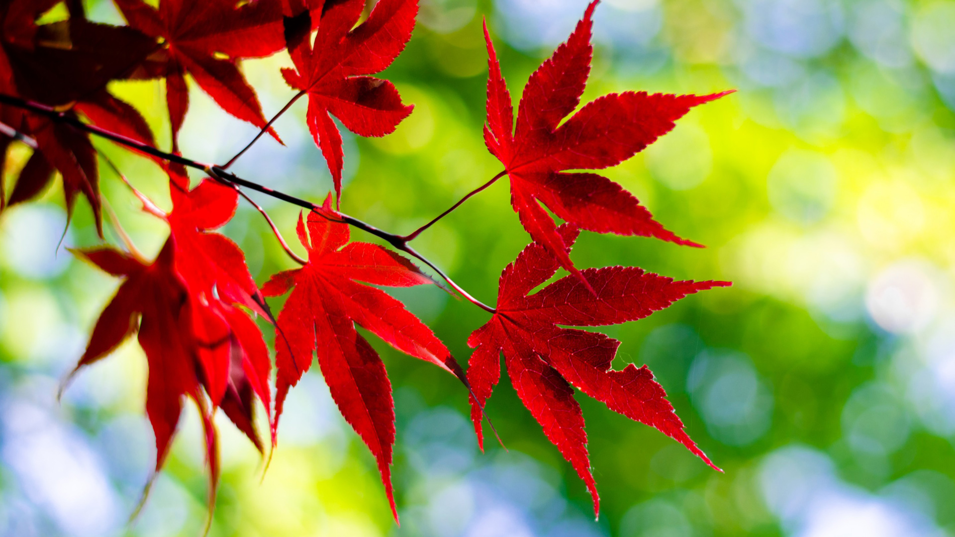 秋天，自然，红叶，树枝，绿色背景，桌面壁纸