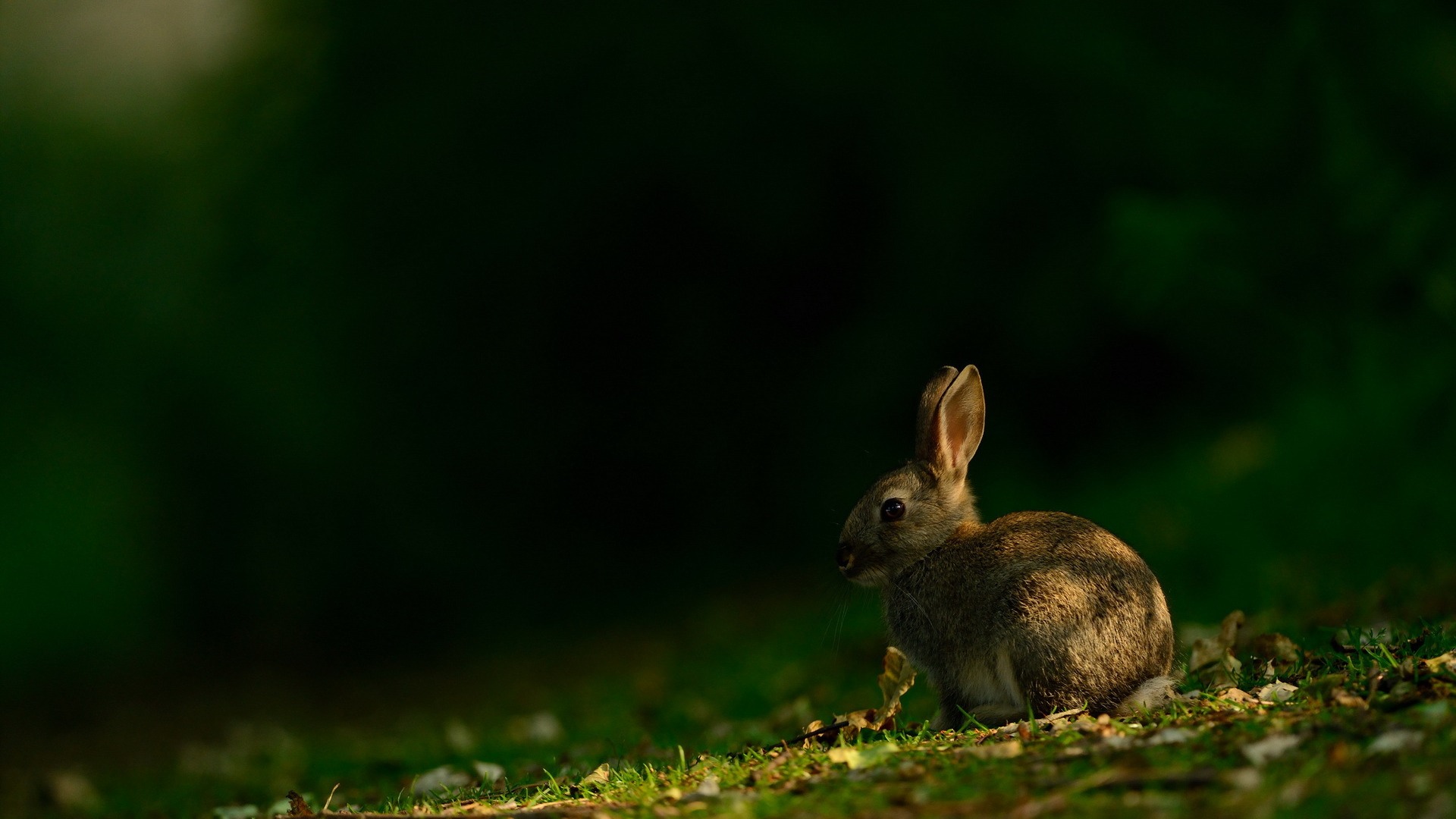 兔子，森林，绿草地，自然，夏天图片，兔子壁纸