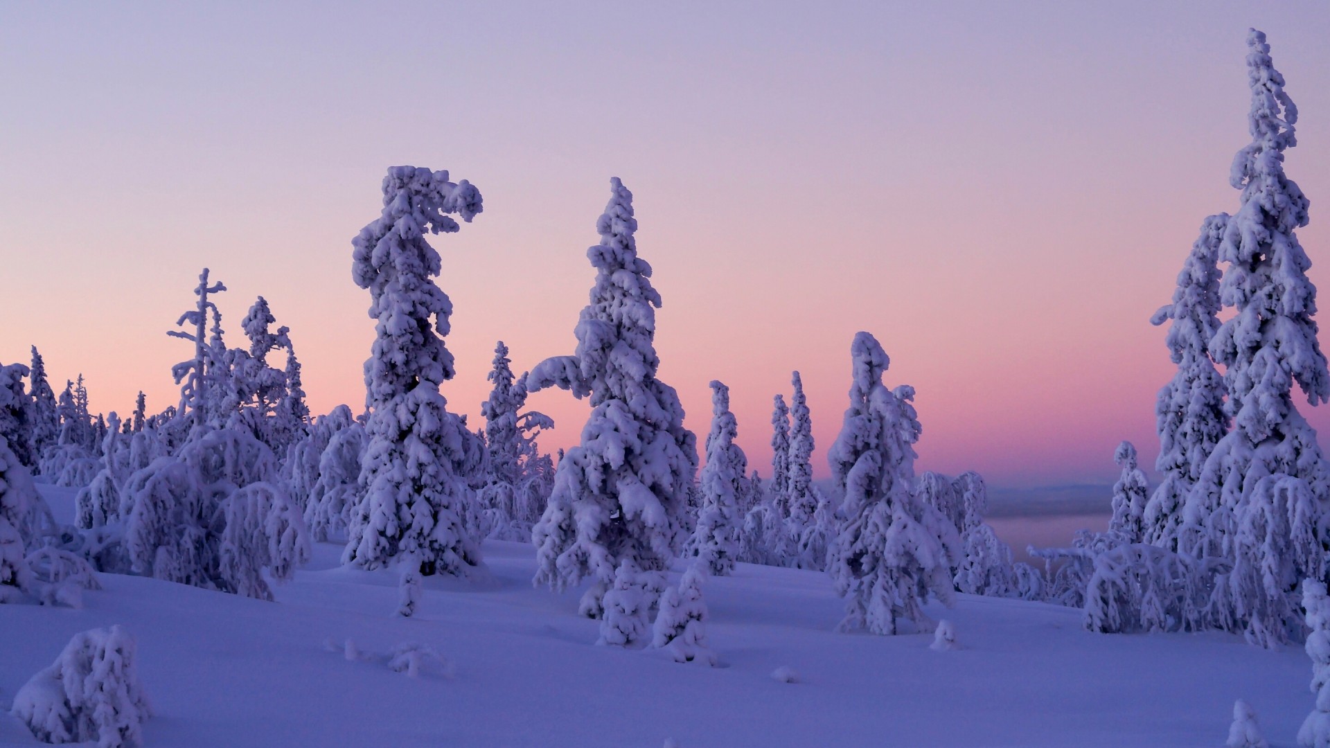 冬天雪景，树木，拉普兰，芬兰，风景桌面壁纸