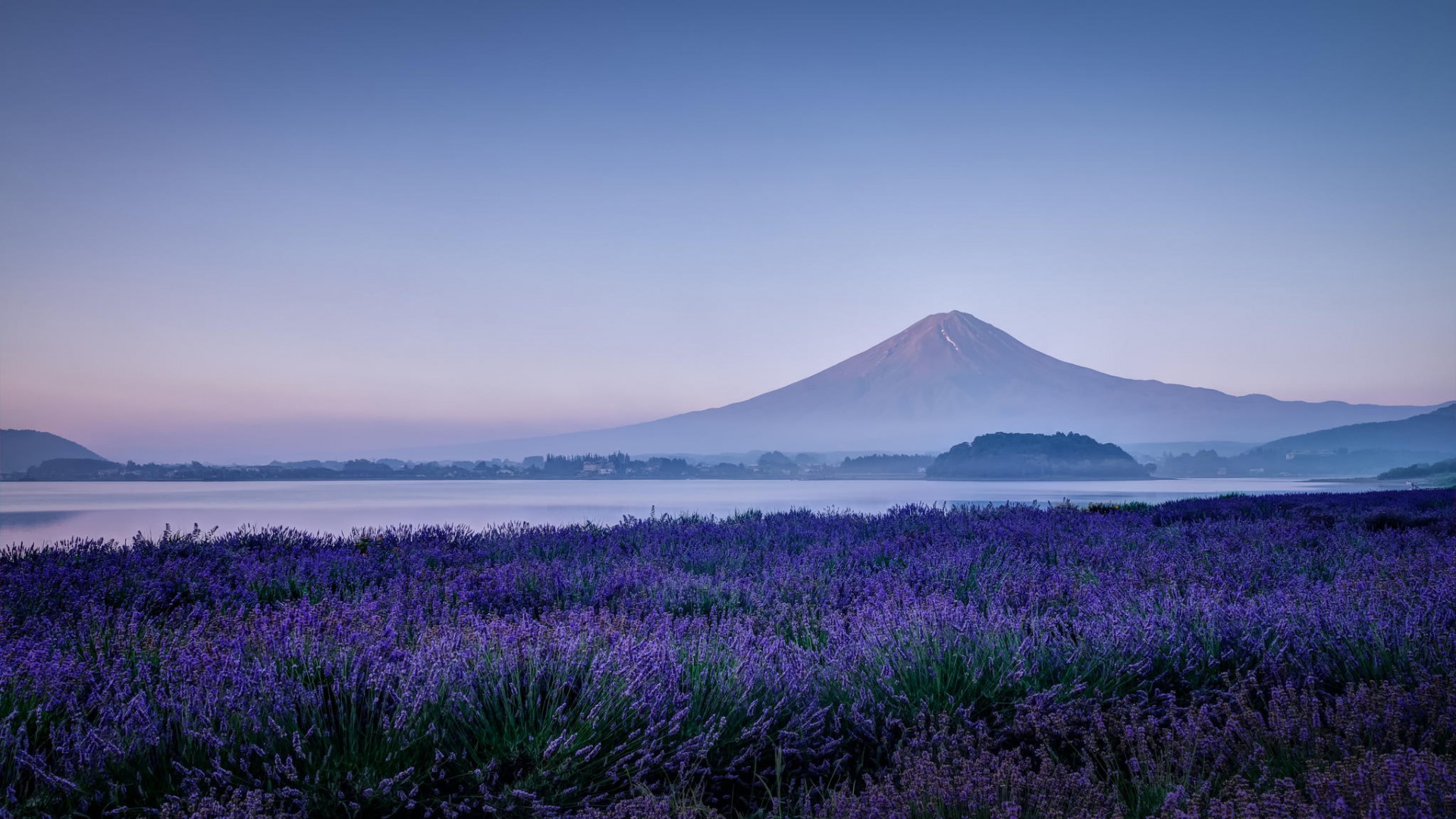 日本富士山,薰衣草,花,丁香花,风景桌面壁纸