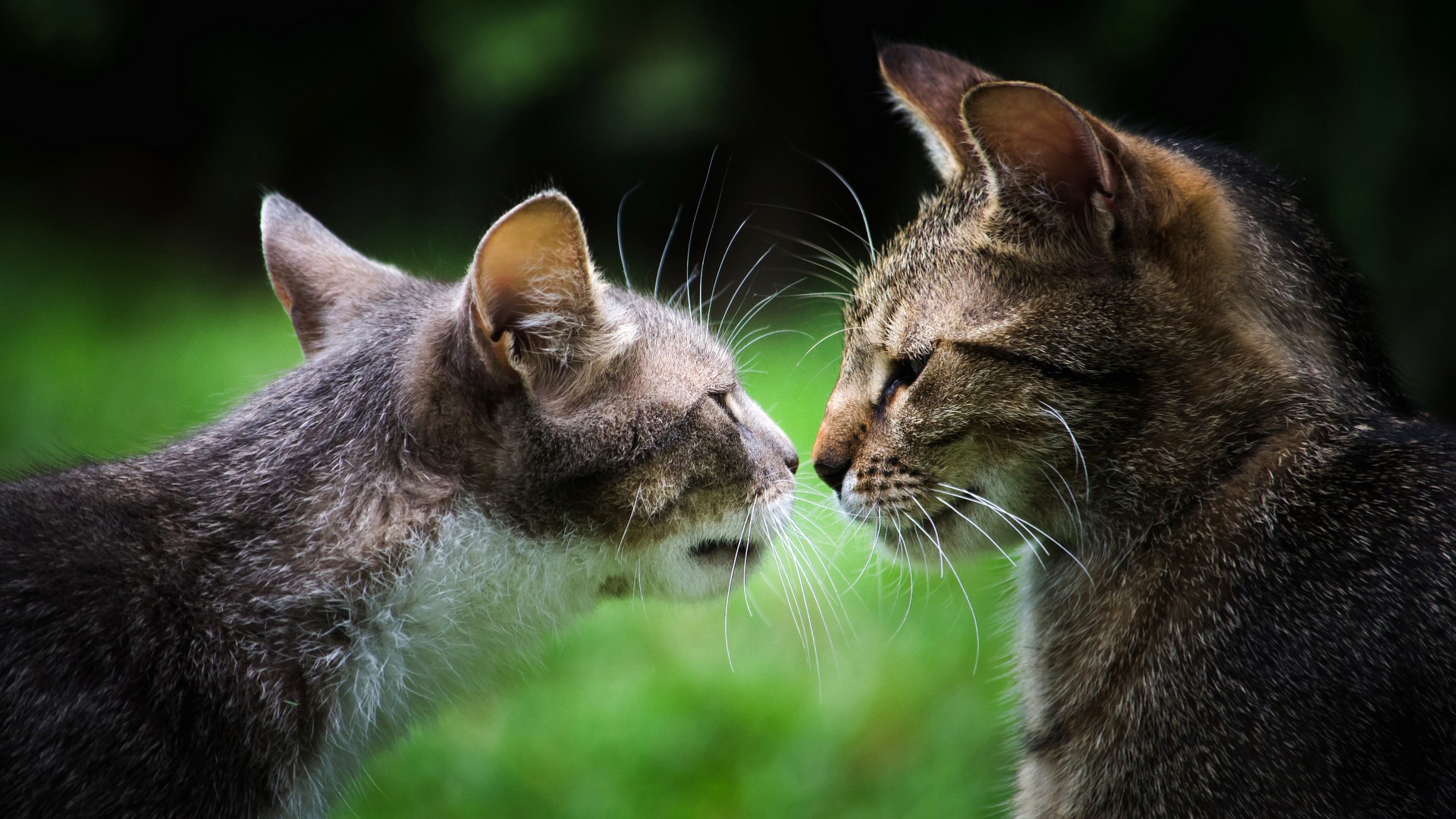 二只猫，灰色的猫，一对夫妇，对视，接吻，可爱猫猫壁纸
