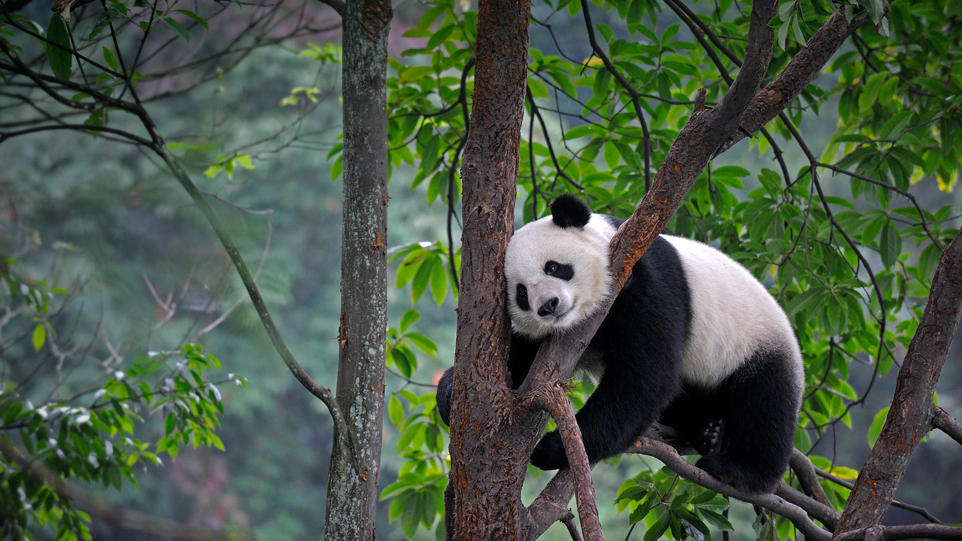 四川雅安,自然树林树叶,熊猫桌面壁纸