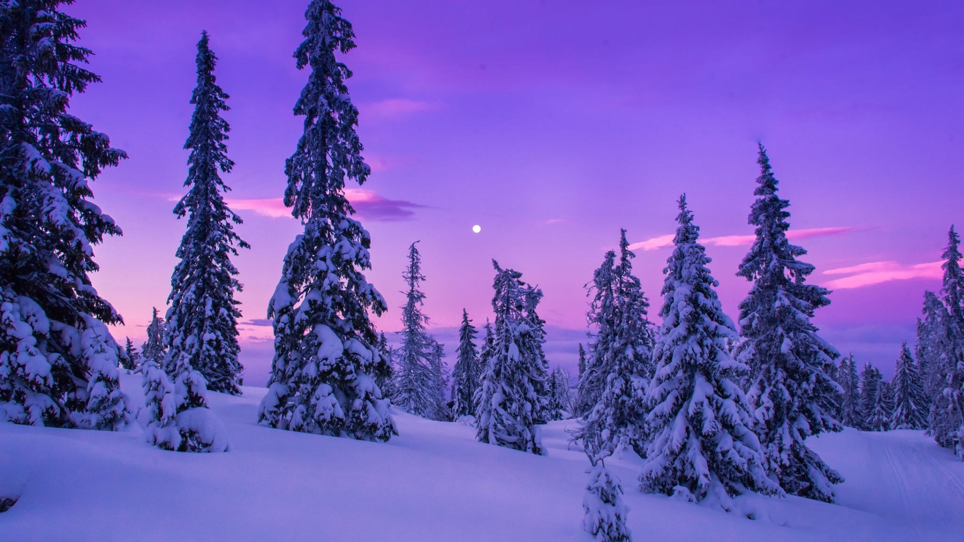 冬天，雪，树木，天空，自然风景桌面壁纸