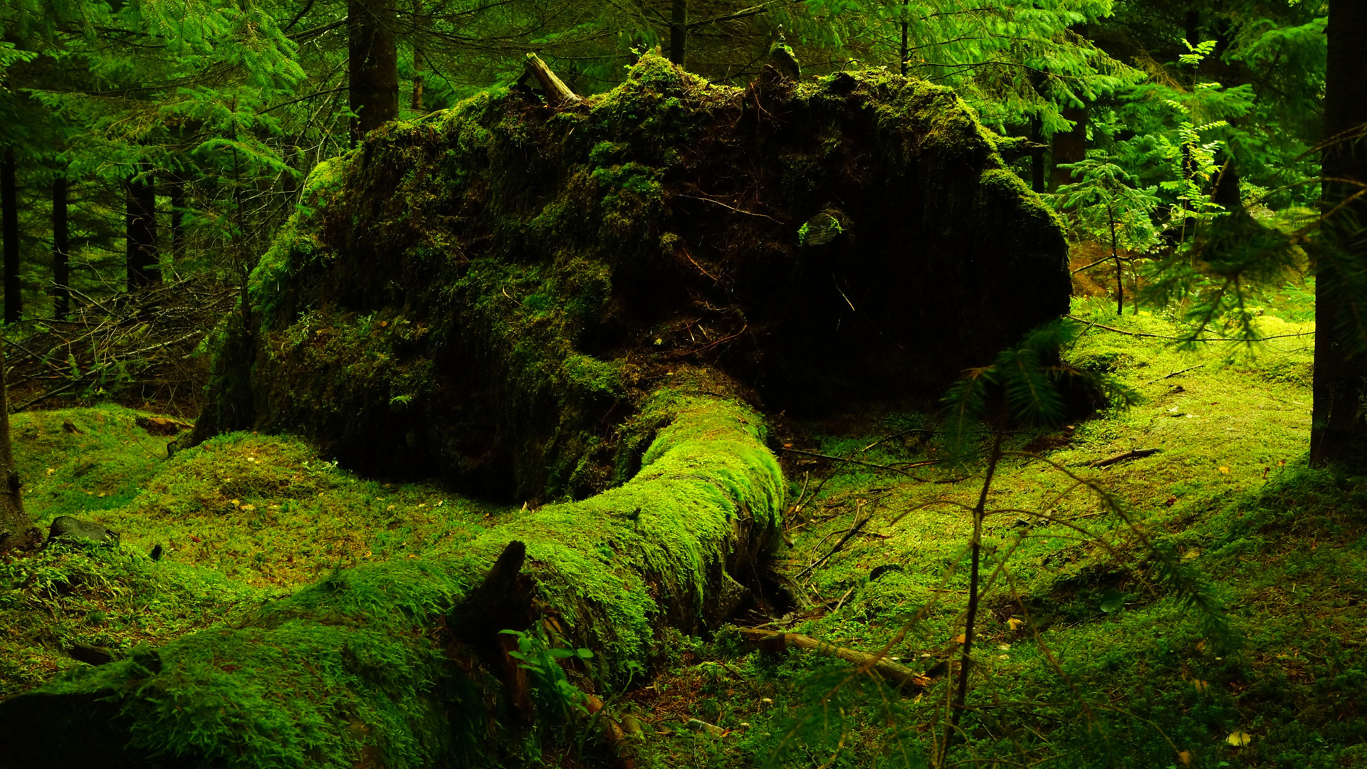 美丽好看的自然森林树木苔藓风景桌面壁纸