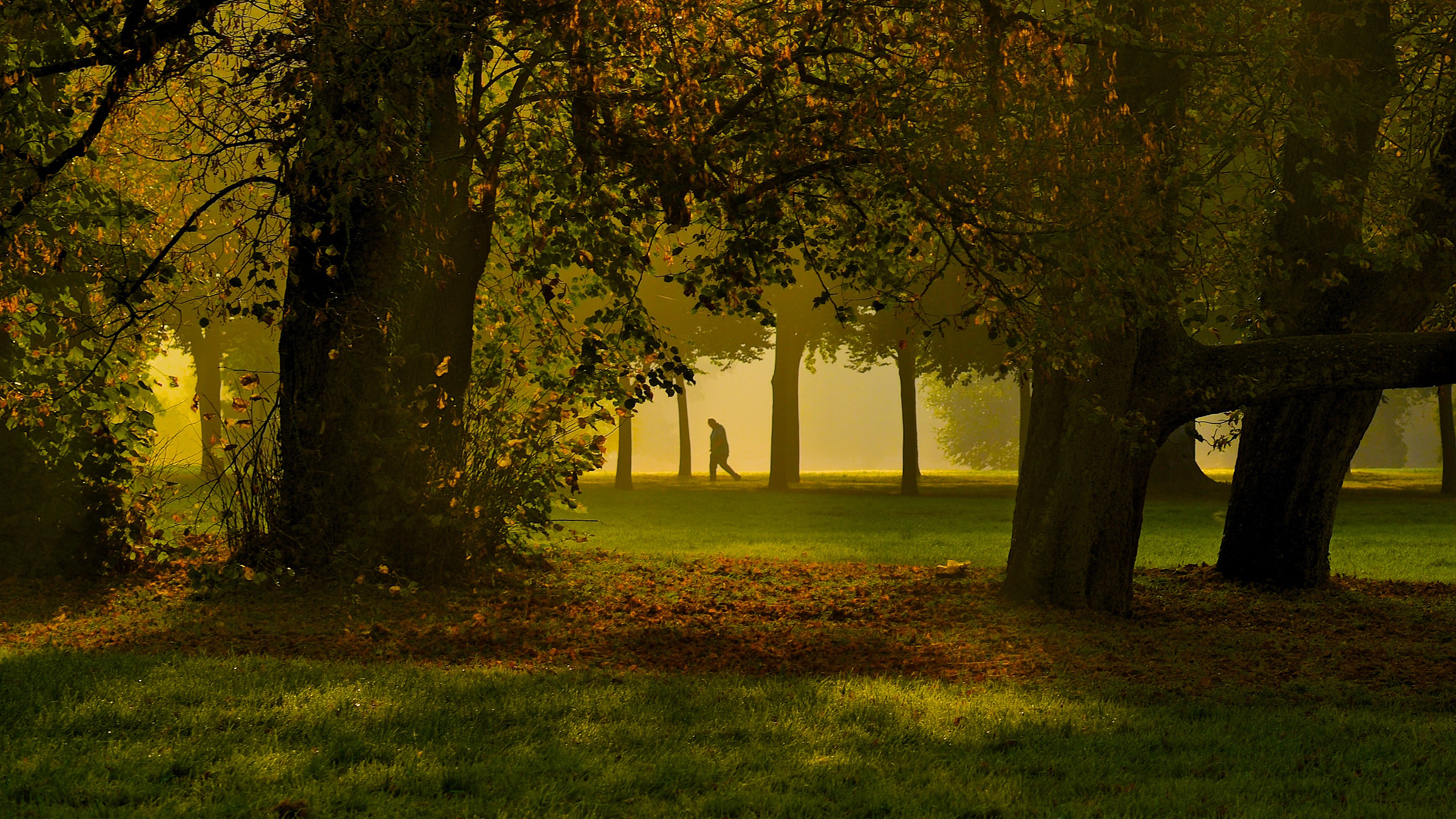 秋天的早晨,森林树林,雾,草地,路人,风景桌面壁纸