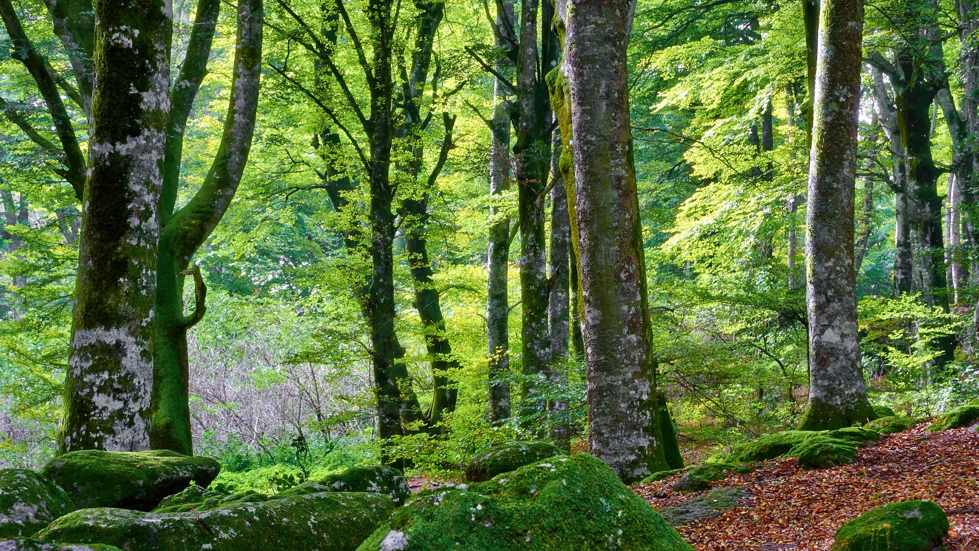 森林,树木,灌木,岩石,苔藓,树叶图片,自然风景桌面壁纸