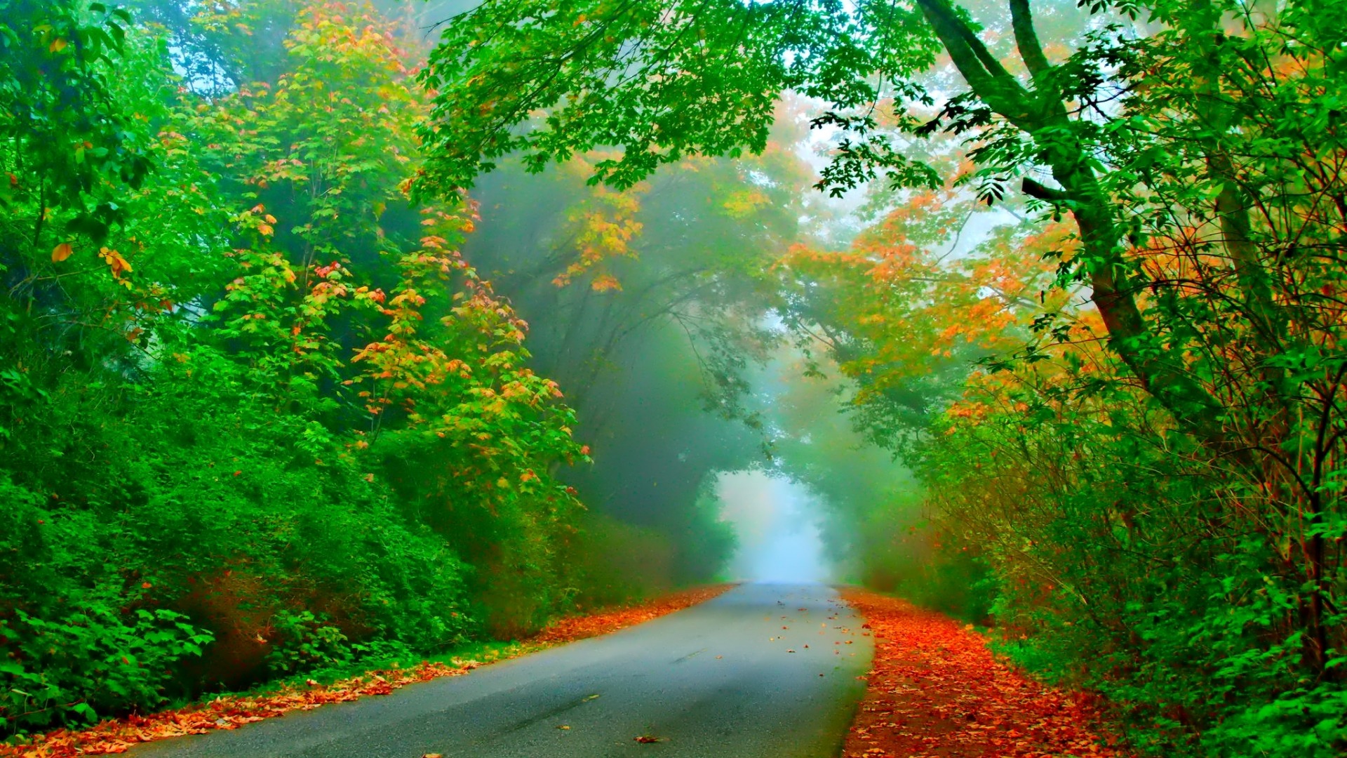 树木，树叶，道路，雾，美丽自然风景桌面壁纸