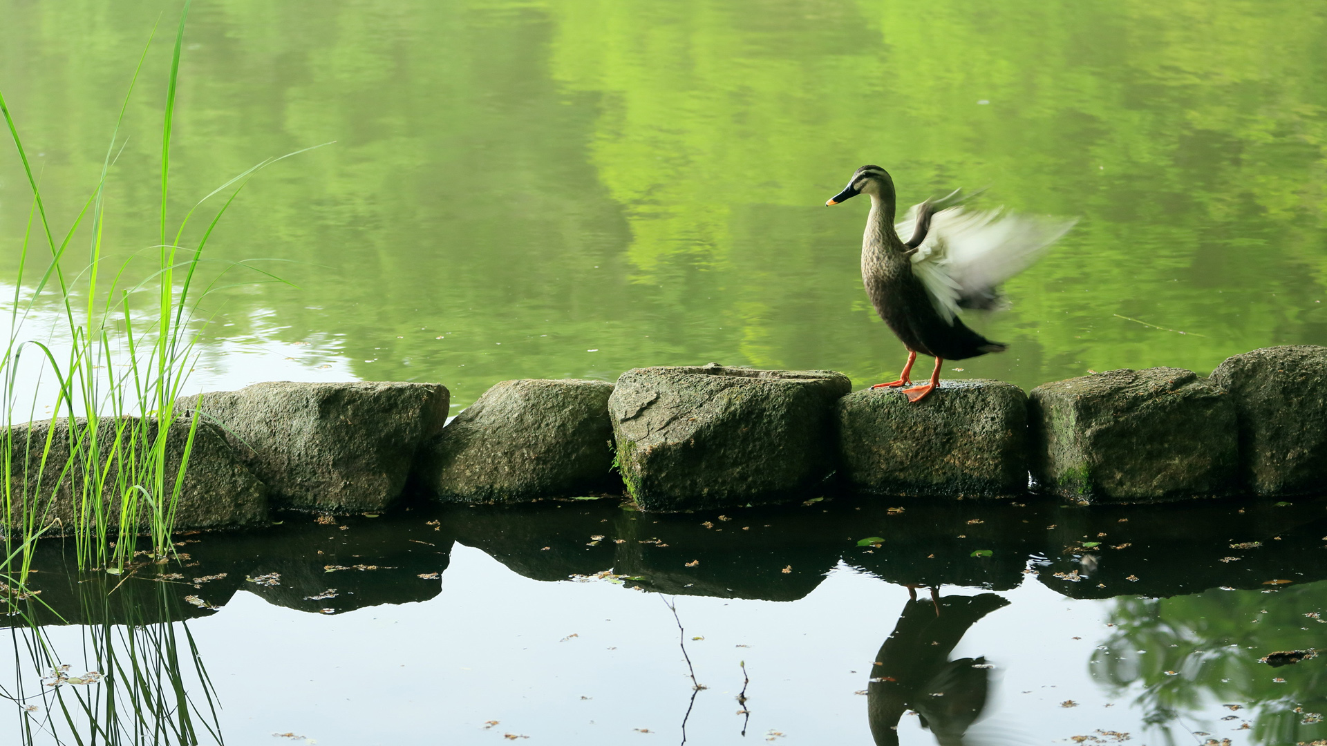 鸭子，小鸭，翅膀，欢快，池塘，石头，自然图片，动物壁纸