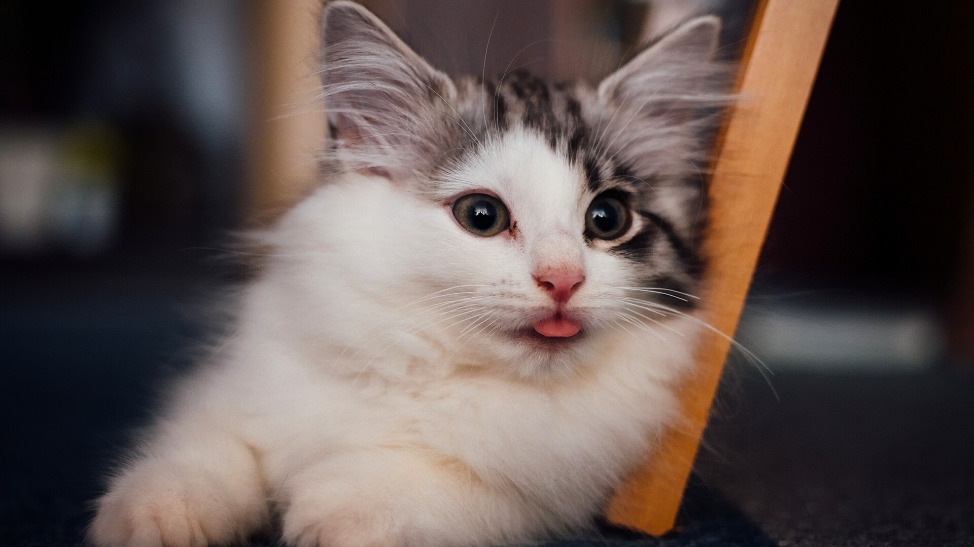 小猫，萌表情，伸舌头，可爱小猫壁纸