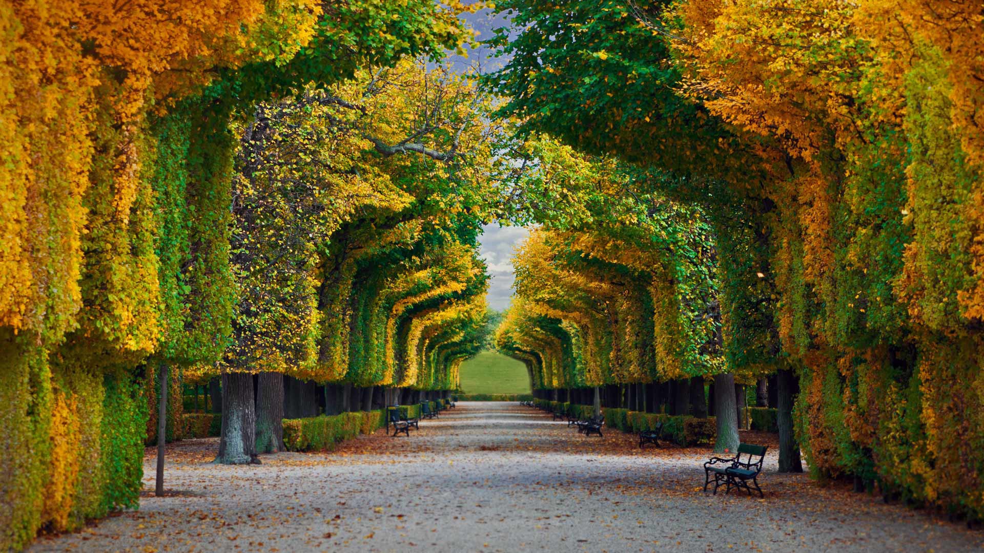 秋天,树木,花园,椅子,奥地利,风景桌面壁纸
