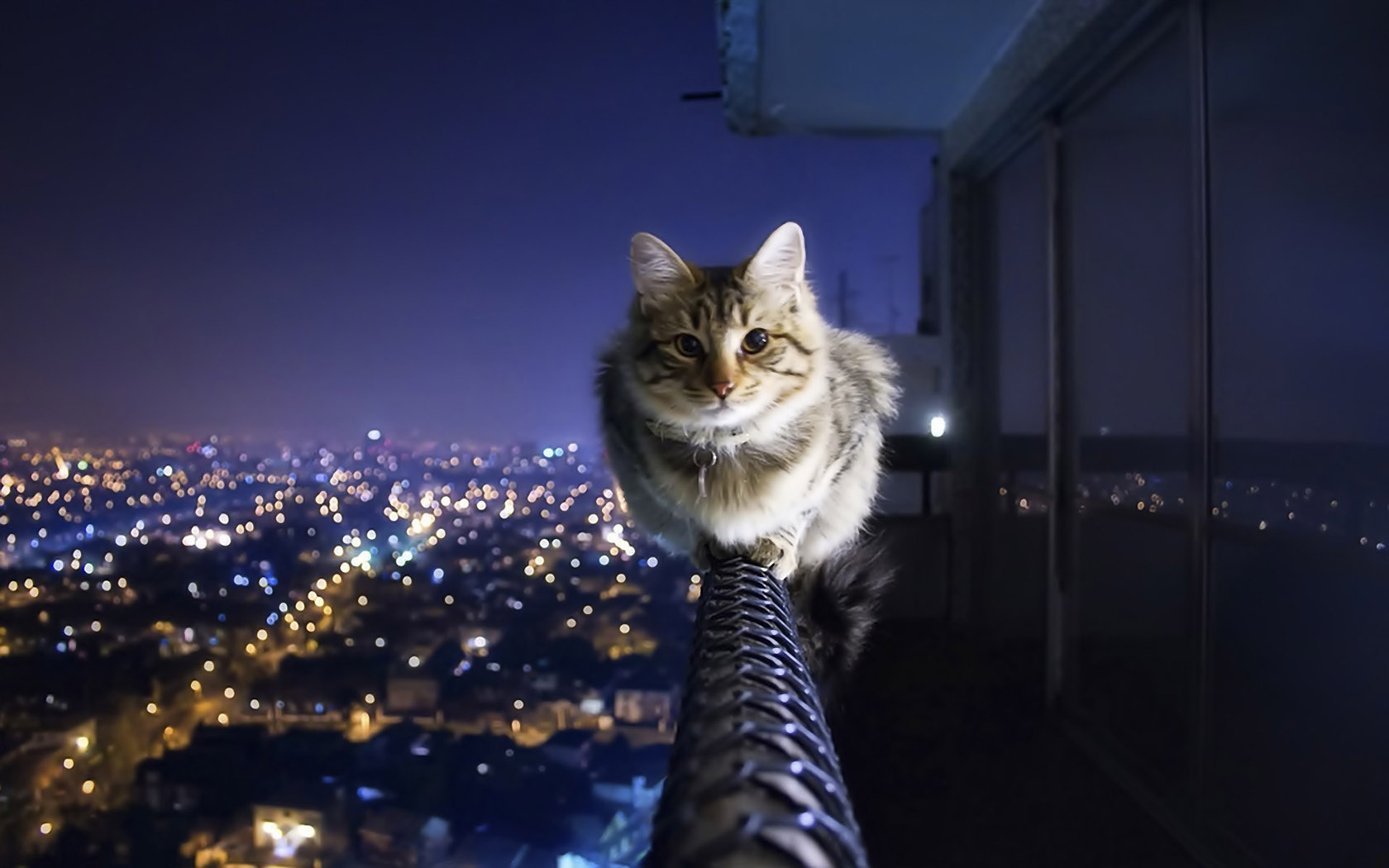 欣赏城市夜景的猫壁纸