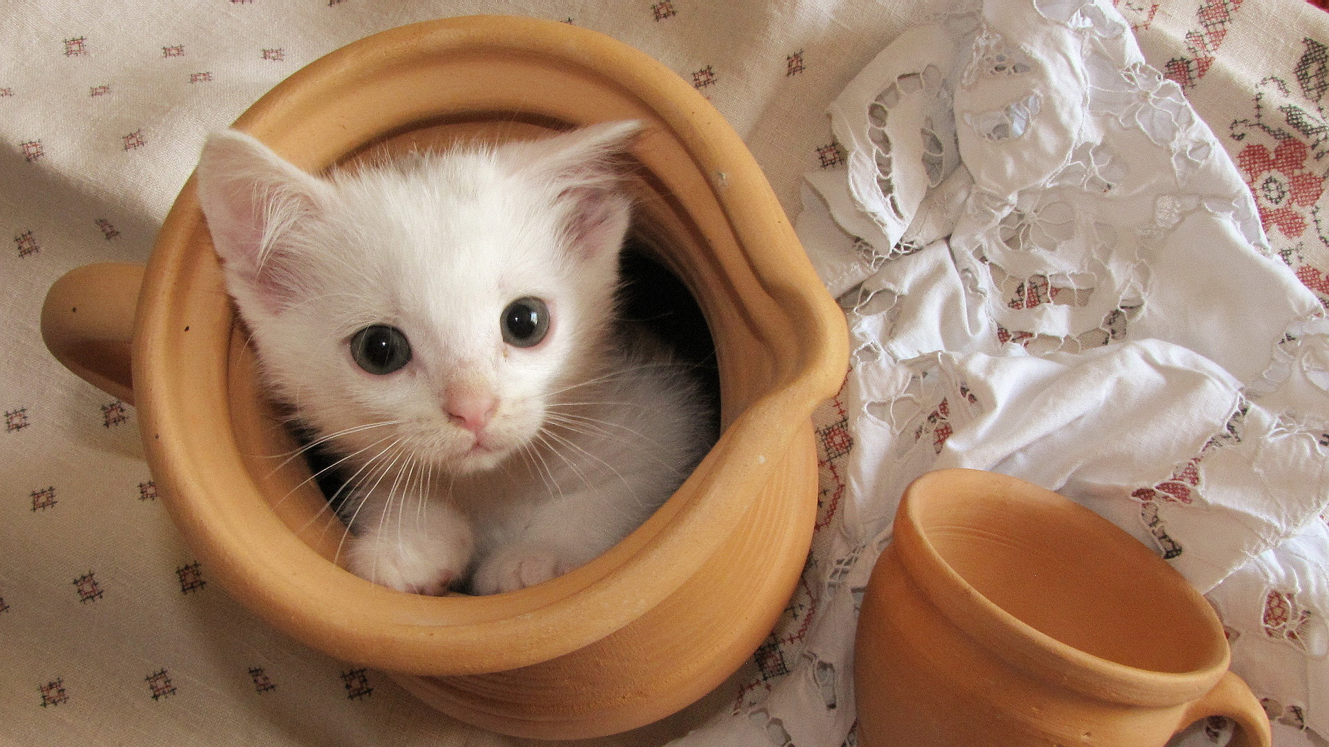 陶瓷罐子,小猫,桌面壁纸