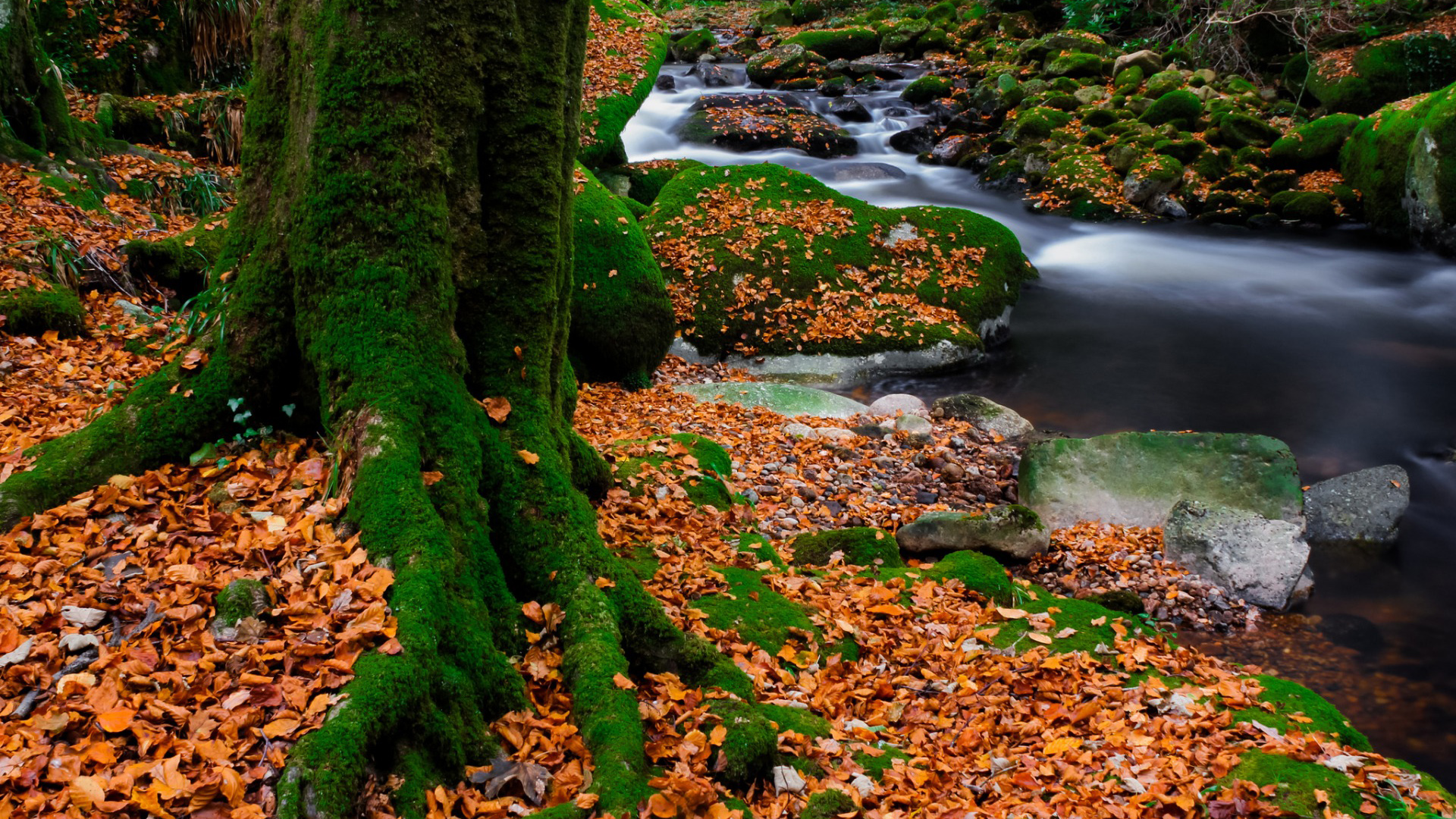 森林树木苔藓树叶岩石小溪美丽的自然风景桌面壁纸