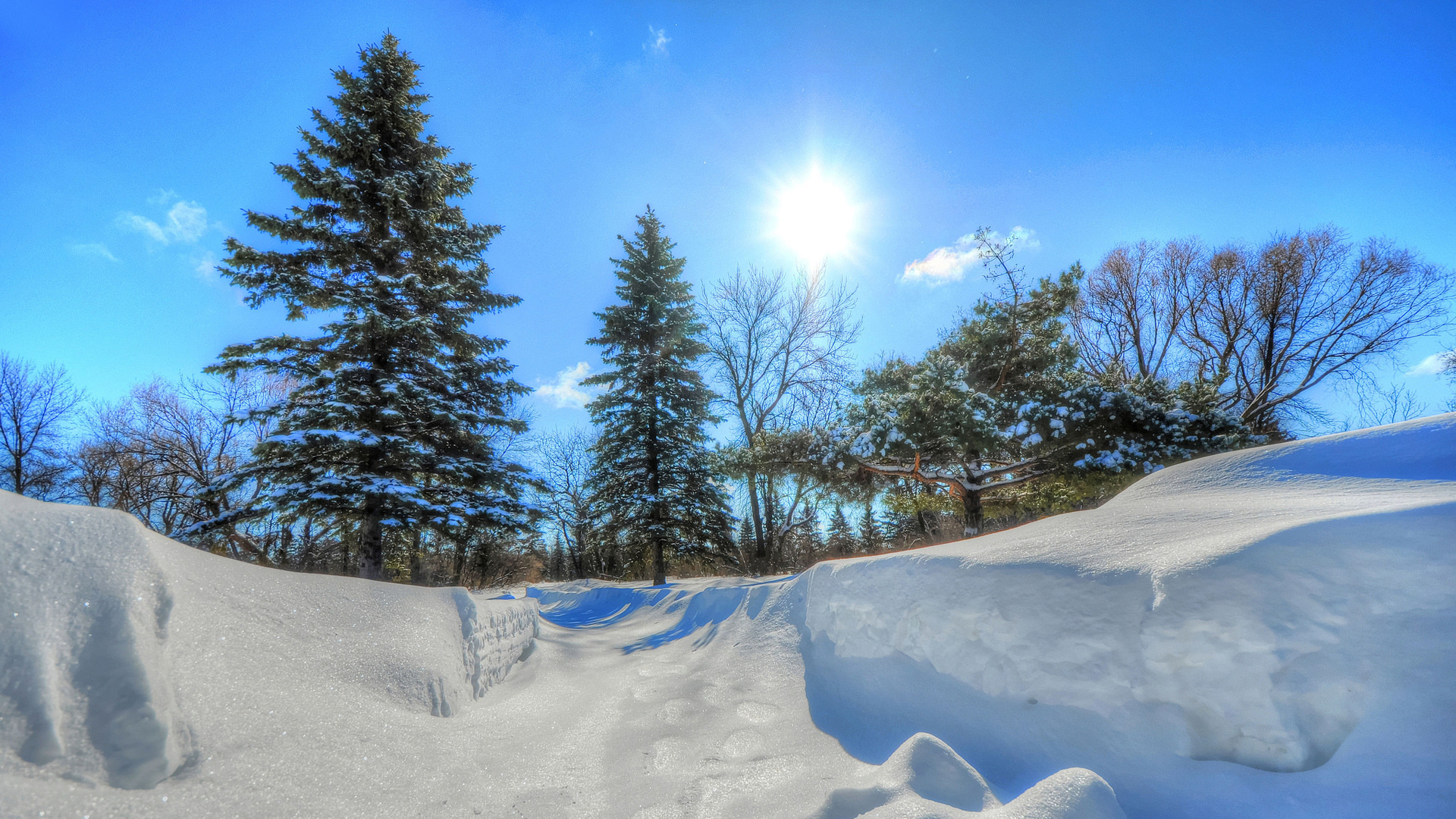 天空，太阳，冬季，树木，雪，风景桌面壁纸