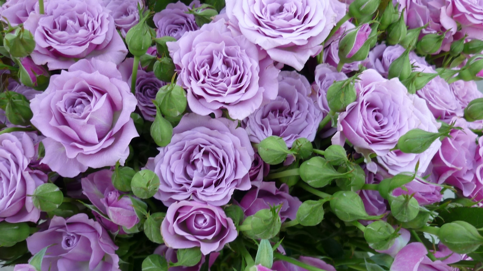 紫丁香玫瑰