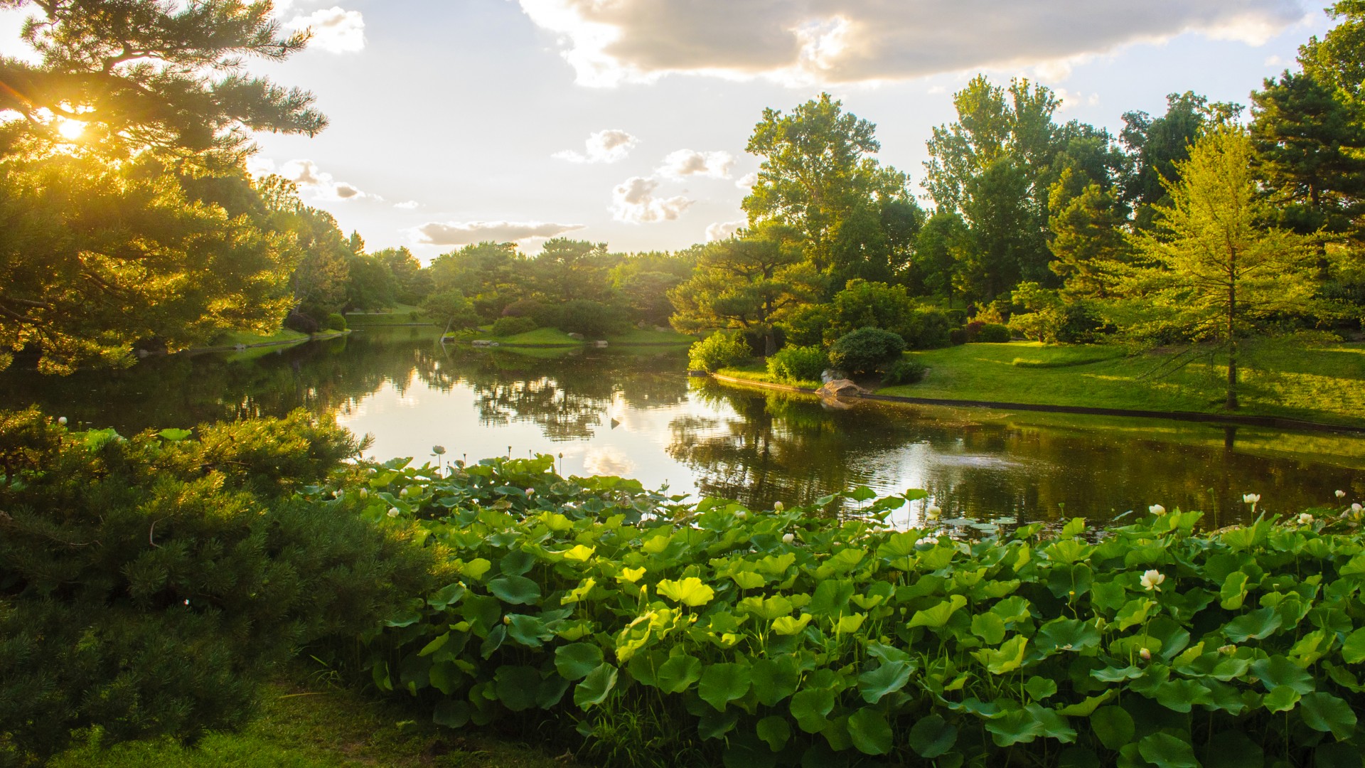 美国,密苏里植物园,公园,池塘,绿色自然风景壁纸