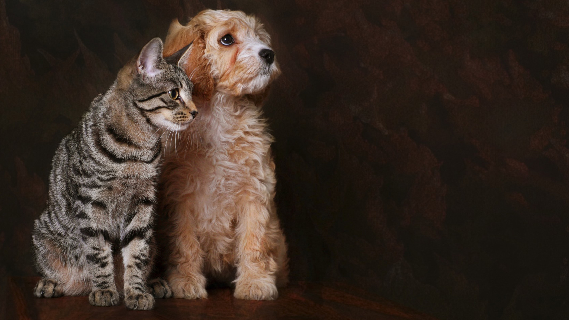 猫，狗，朋友，动物桌面壁纸