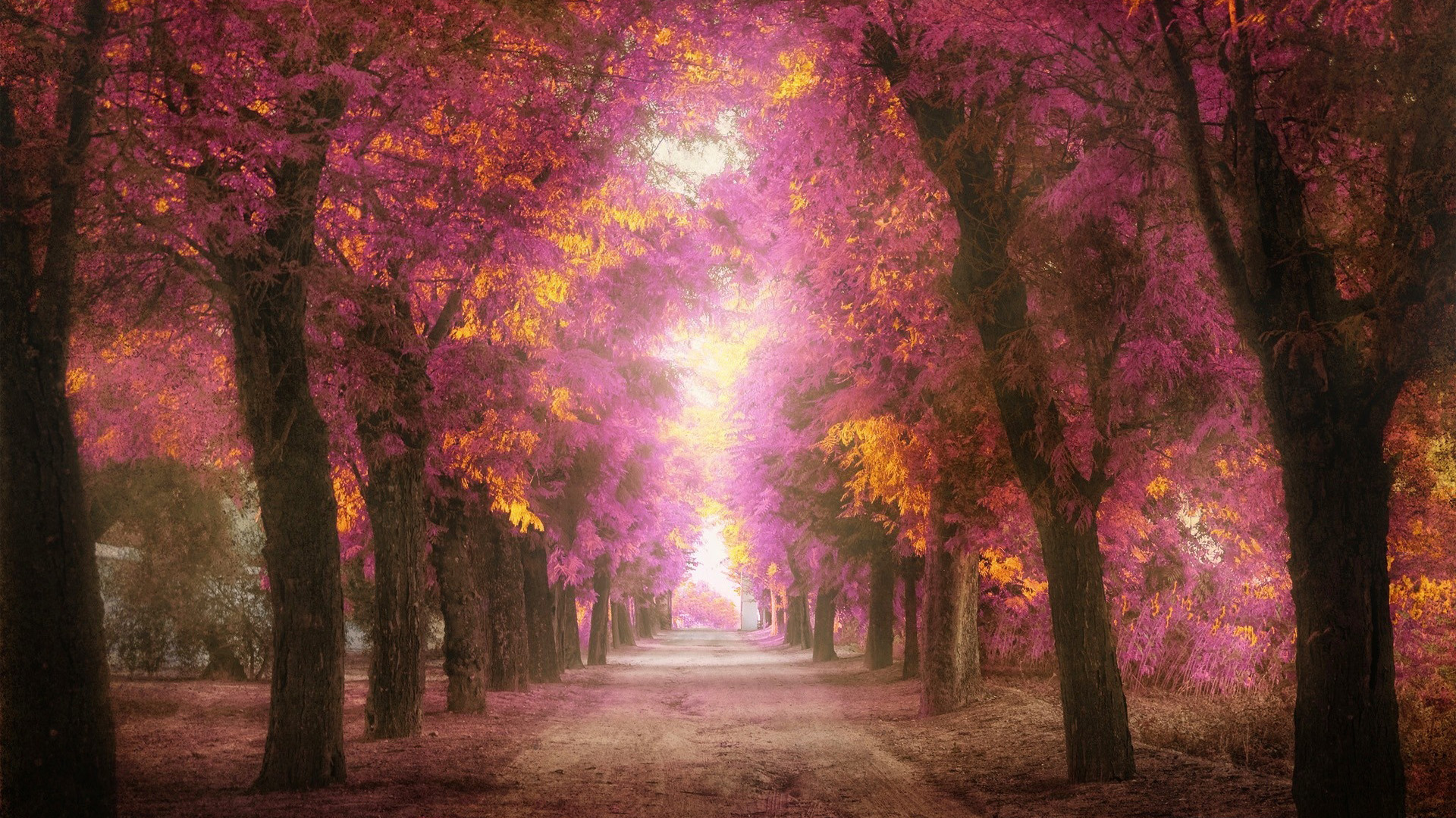公园,树,道路,粉红色的树叶,通往天堂的风景桌面壁纸