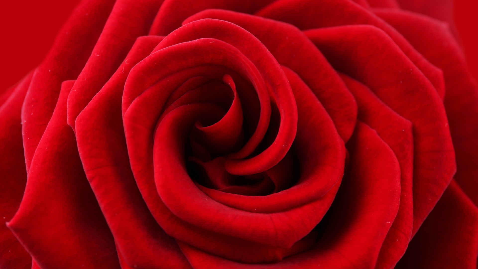 红色，玫瑰花，花瓣，超高清壁纸