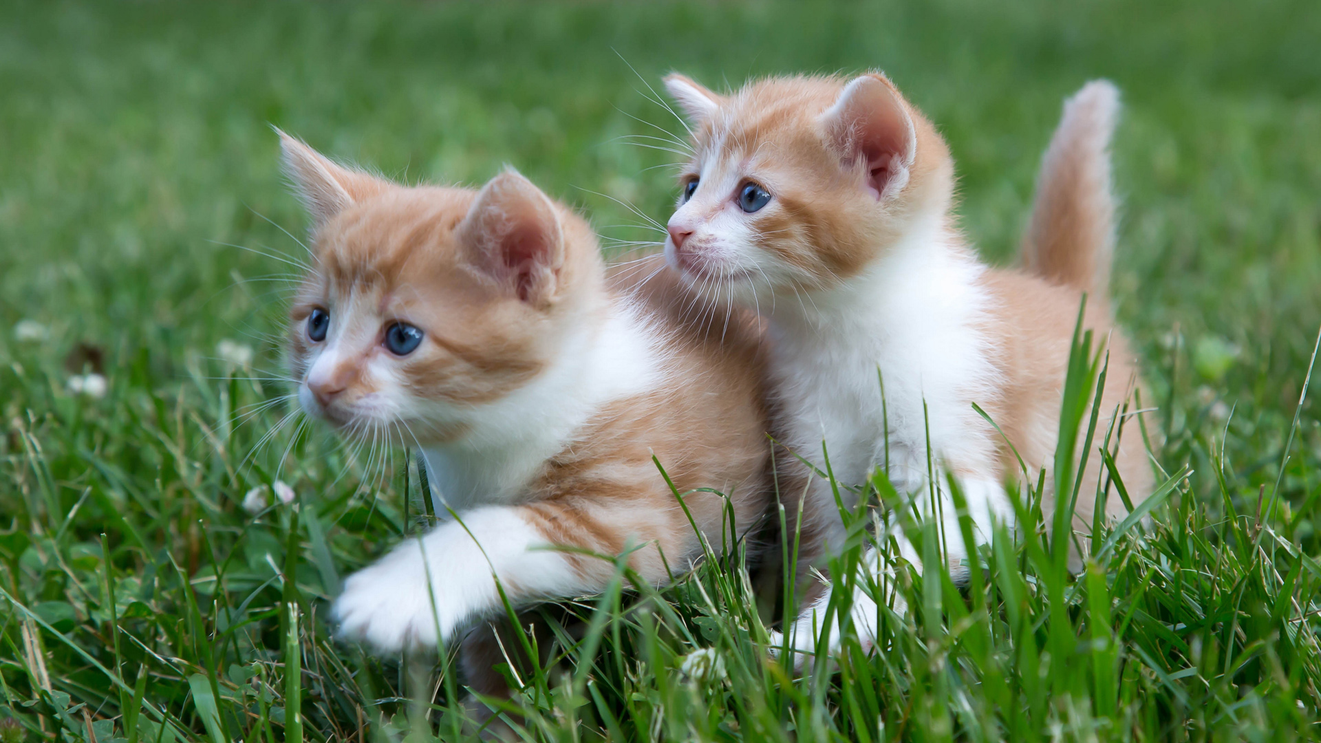 小猫猫，孩子，情侣，双胞胎，绿色草地，可爱小猫咪壁纸