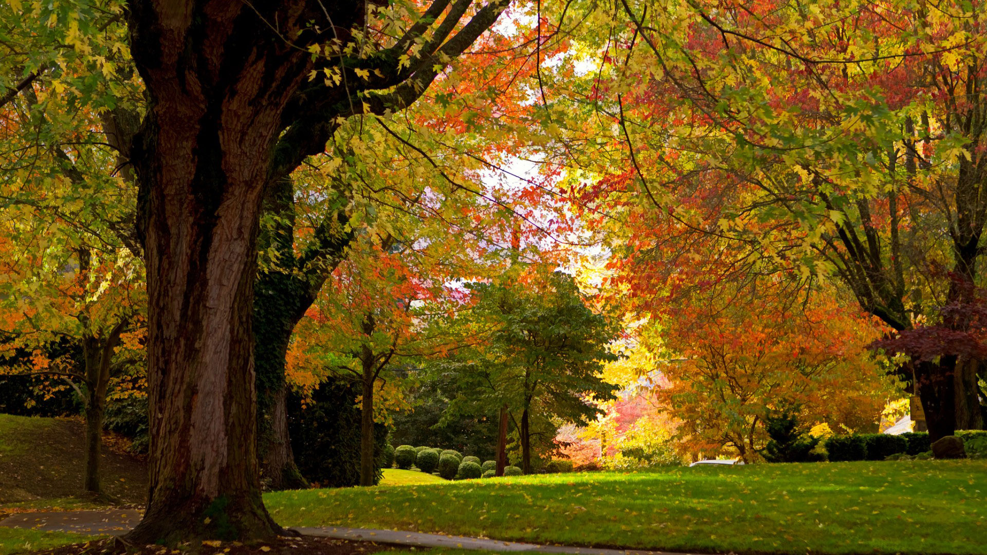壁纸秋天,公园,绿树成荫