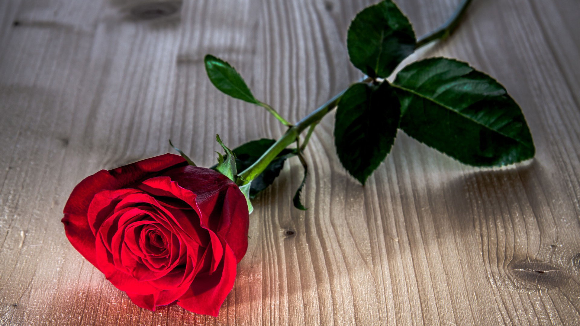 花,红玫瑰,电脑桌面壁纸