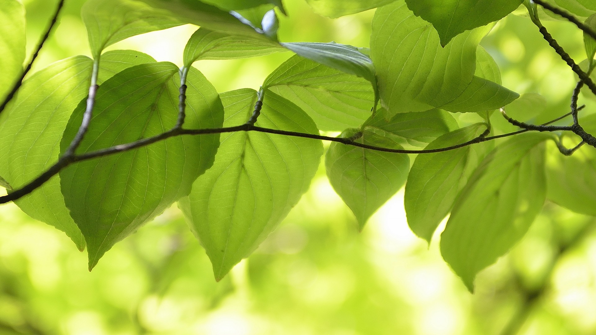 叶子嫩叶树枝自然美景，护眼桌面壁纸，免费下载电脑背景