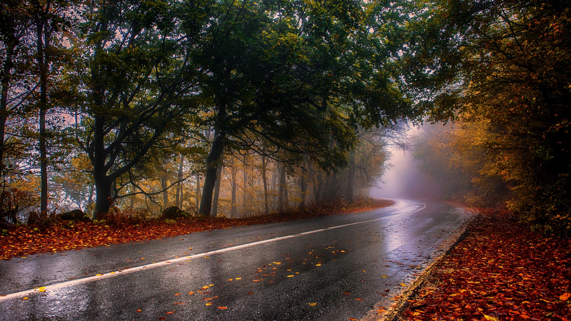 雾,道路,树木的叶子,秋天,森林,风景桌面壁纸