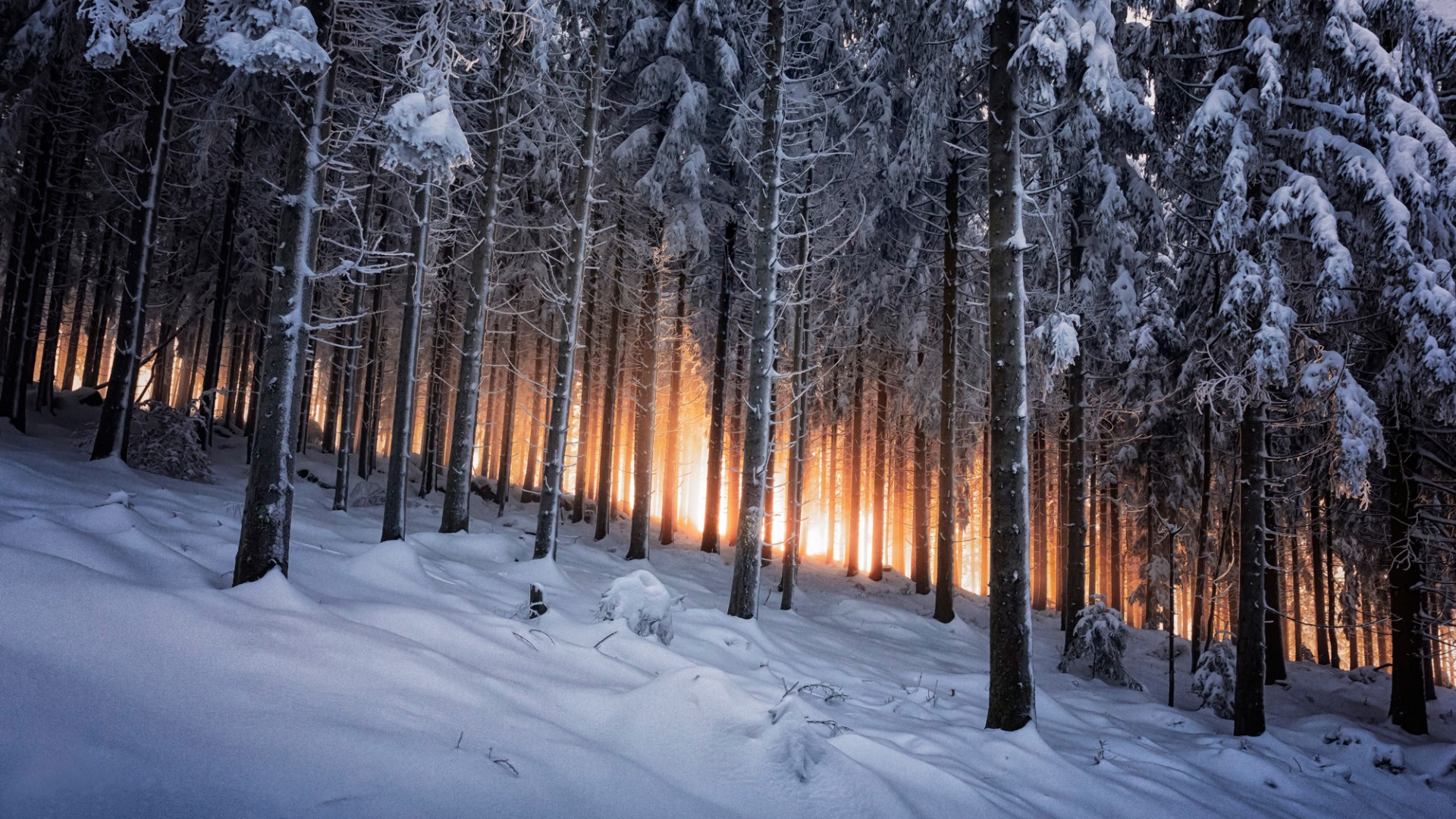 德国黑森林,冬天,树林,雪,自然风景桌面壁纸