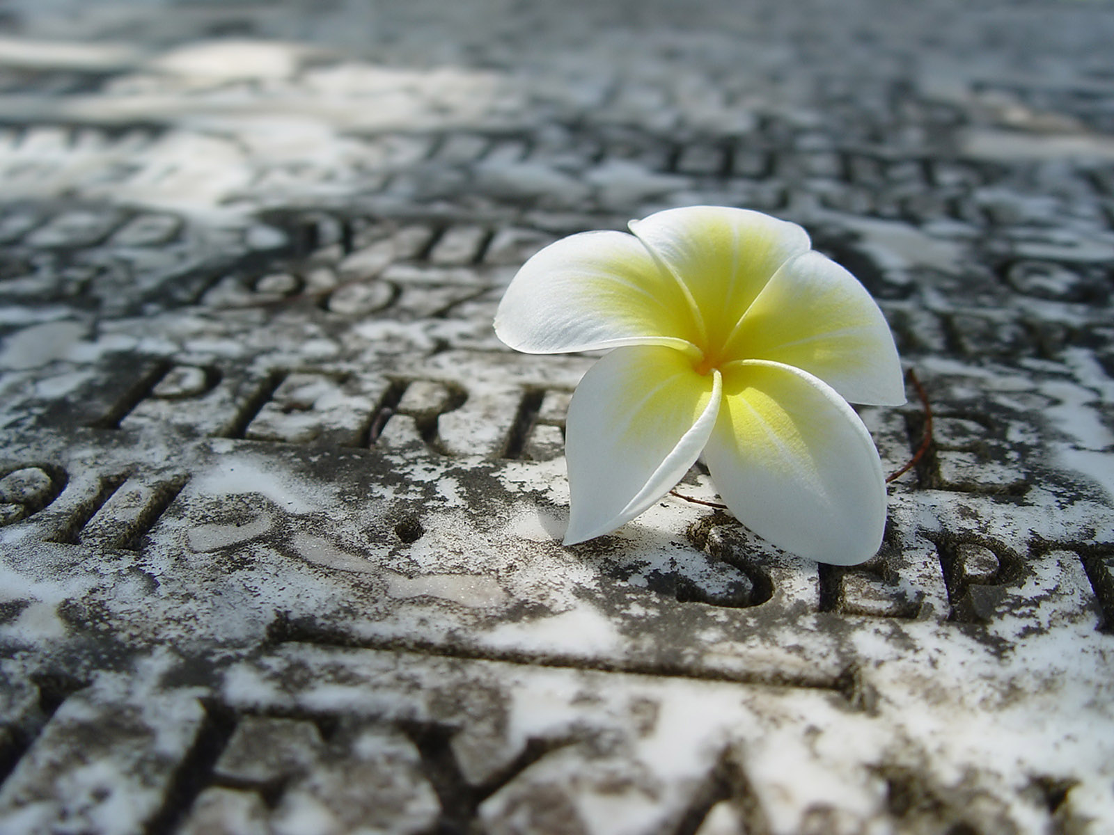 电脑桌面花卉美图，免费高清壁纸下载