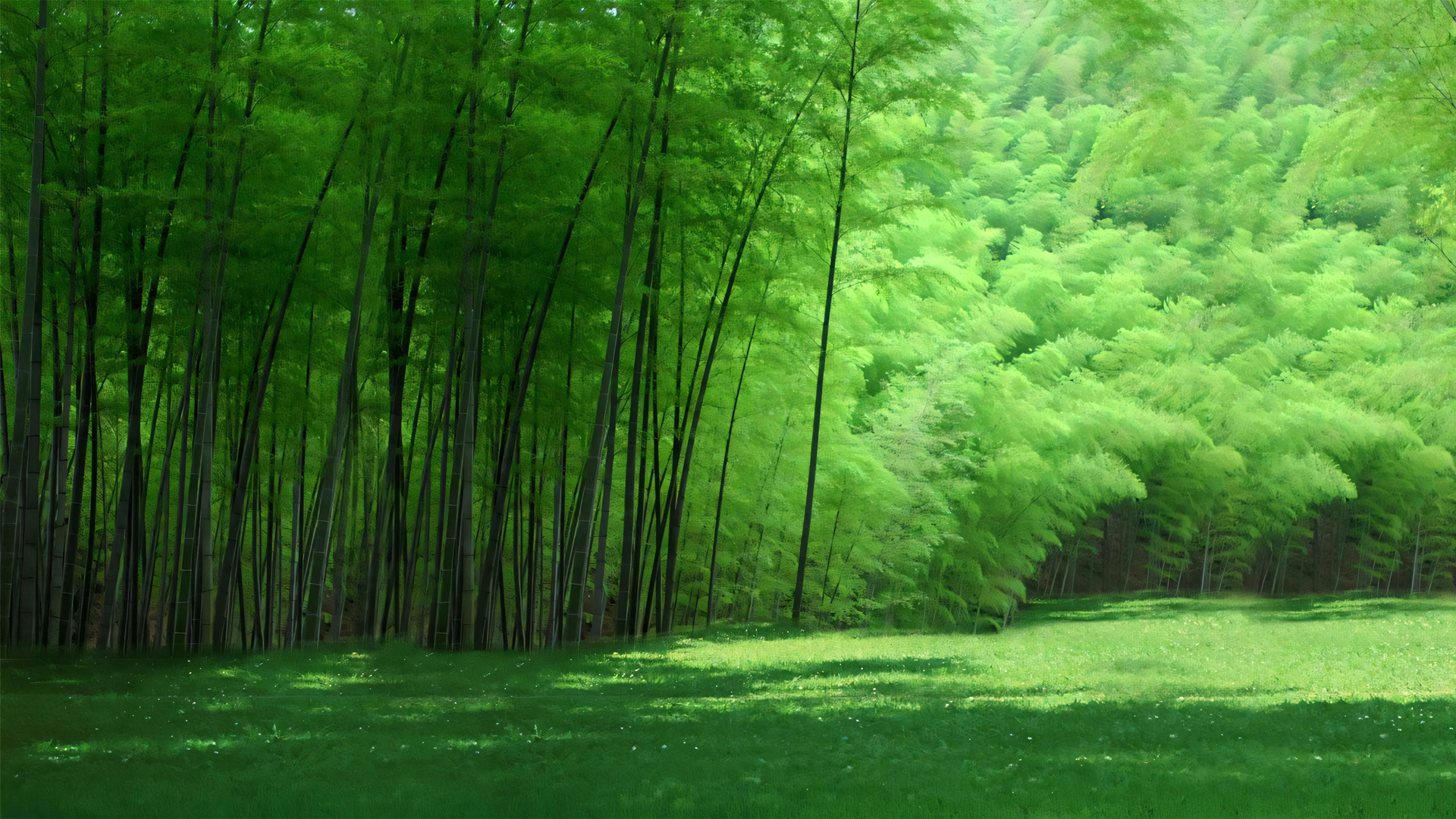 绿色毛竹林护眼风景电脑壁纸