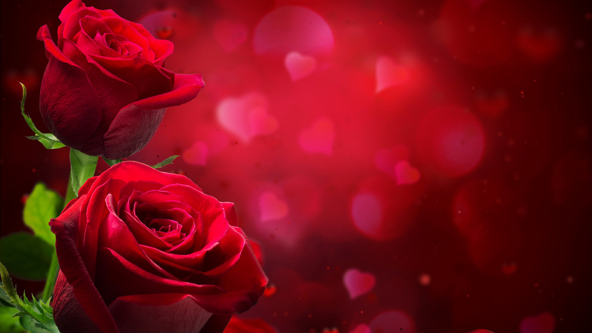 红色玫瑰花爱心背景桌面壁纸高清大图预览1920x1080