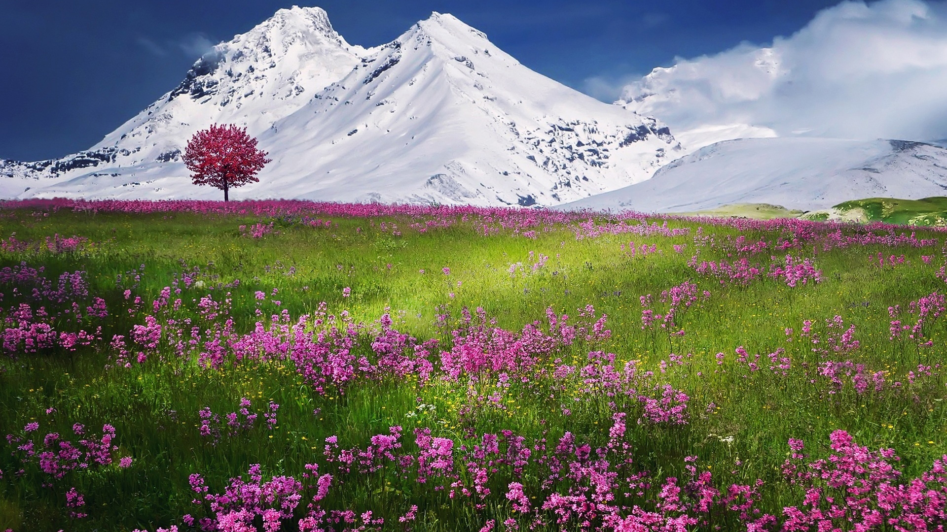 花海紫薰雪山景，唯美自然壁纸免费下载，装点你的电脑桌面