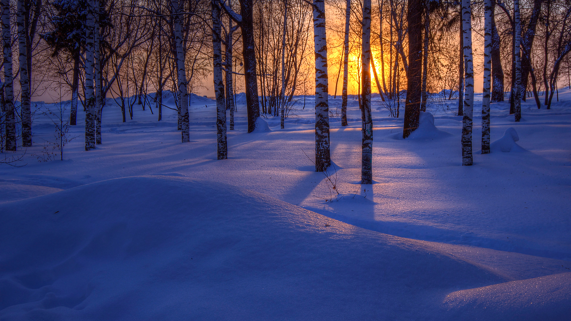 森林，冬季，日落，雪景，树木，自然风景壁纸