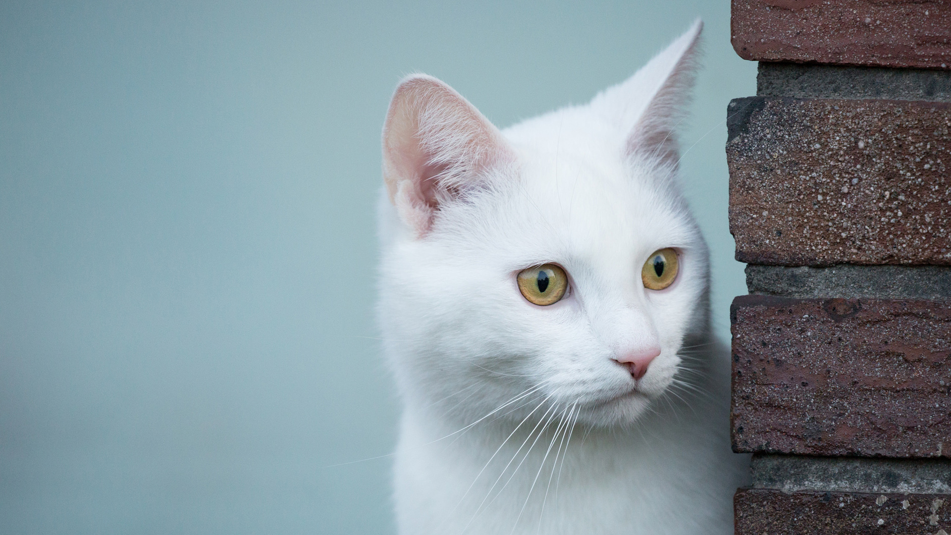 白猫，看，凝望，墙角，白猫桌面壁纸