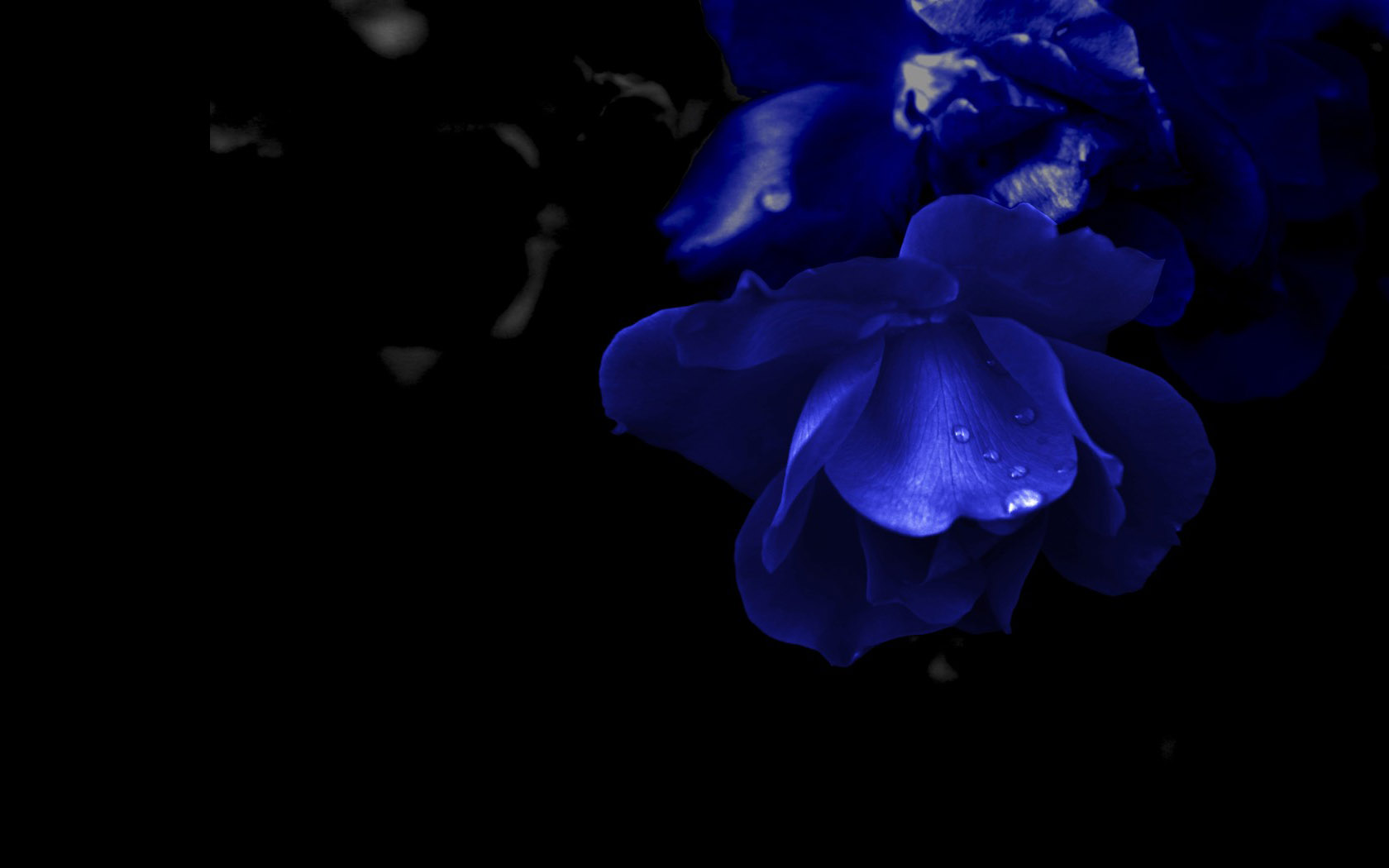 漂亮的蓝色花朵桌面壁纸