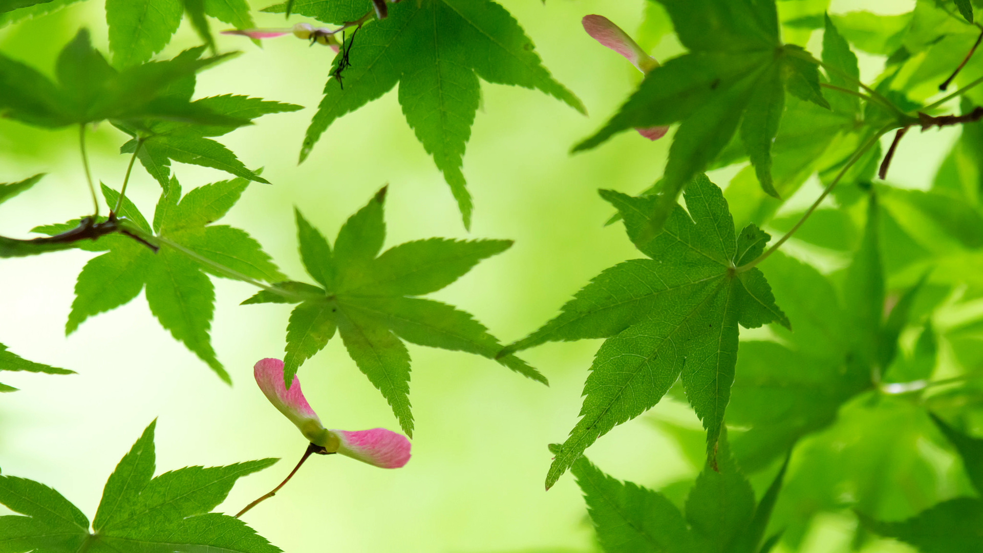 绿色的树叶,枫树,树枝,自然护眼风景桌面壁纸