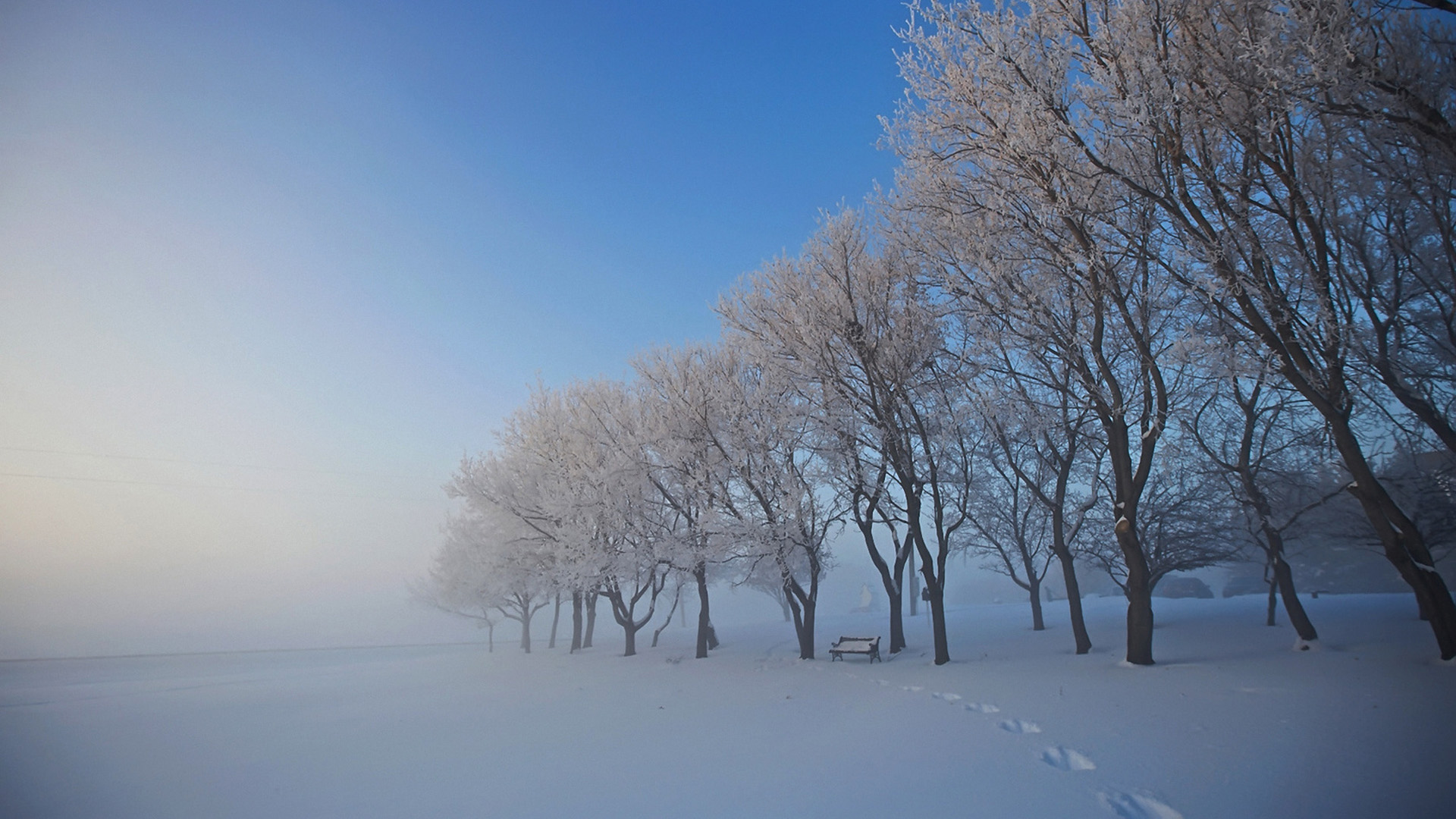 雪中的树木,长椅,雾桌面壁纸