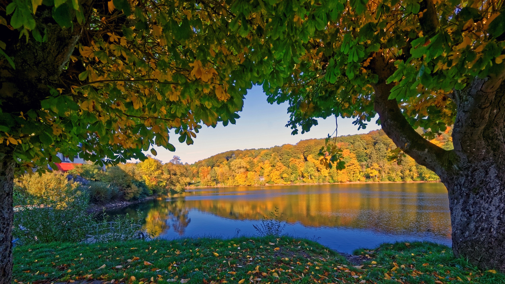 德国,乌尔门,秋天,河流,树木,风景电脑壁纸