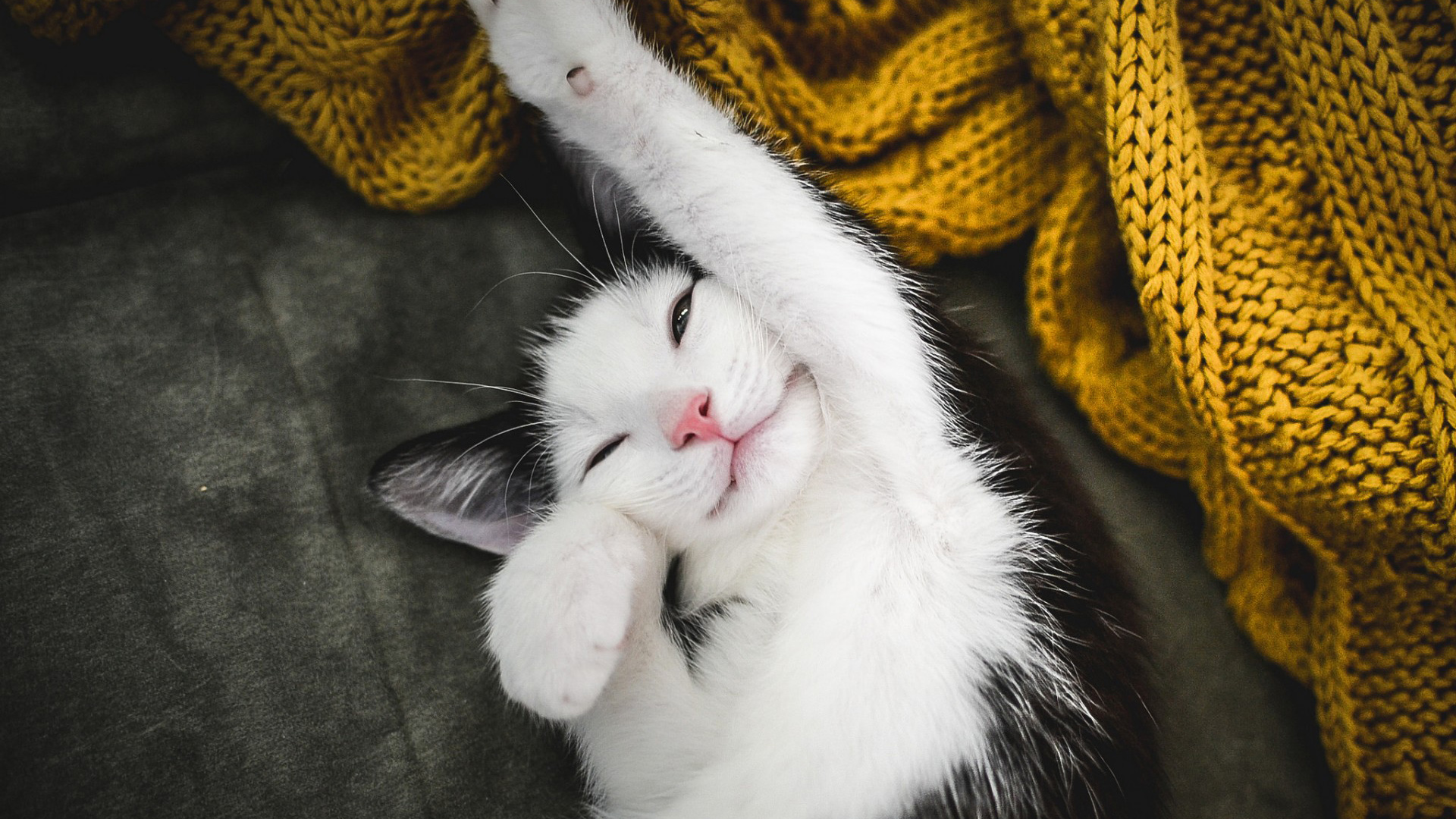 呆在暖气片上睡觉猫猫，起来成了大饼脸，猫猫反应太有喜感_哔哩哔哩_bilibili