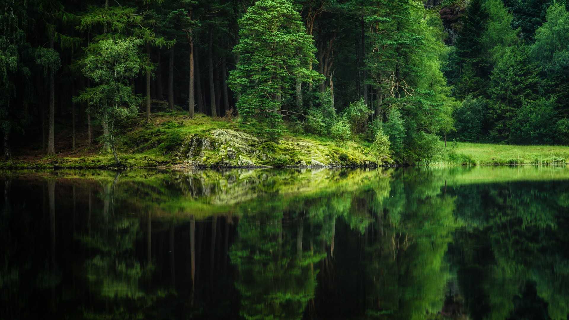森林,树林,湖,倒影,自然,美丽,绿色风景桌面壁纸