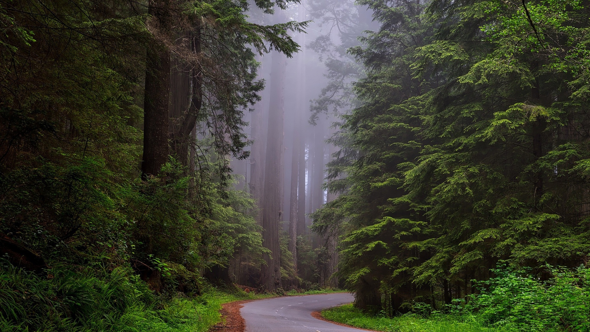 美国加州国家公园,红杉树林,道路,雾,风景桌面壁纸