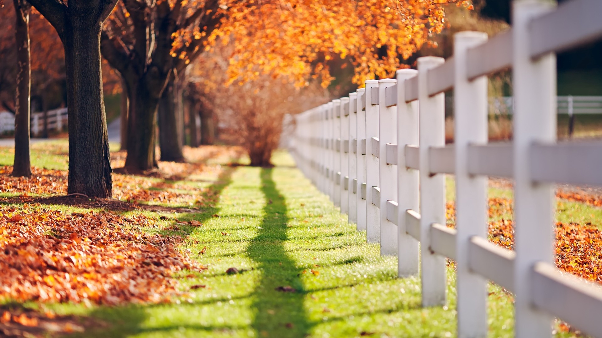 秋天树叶,栅栏,栏杆,篱笆,唯美风景壁纸